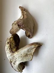 Hemileccinum depilatum