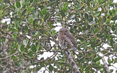 Glaucidium jardinii