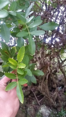 Schinus terebinthifolia observed 2018-03-20