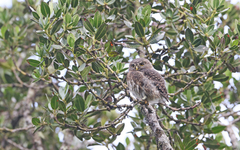 Glaucidium jardinii