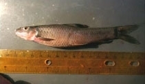 Garra dembecha