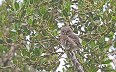 Glaucidium jardinii