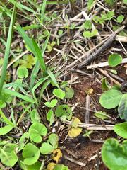 Dichondra microcalyx