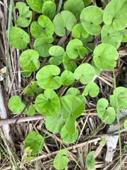 Dichondra microcalyx