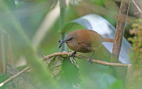Rufous Wren (Cinnycerthia unirufa), photo 8
