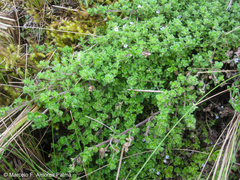 Clinopodium nubigenum