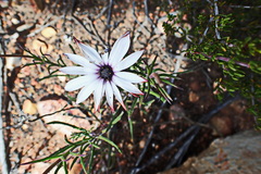 Dimorphotheca montana