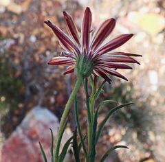 Dimorphotheca montana