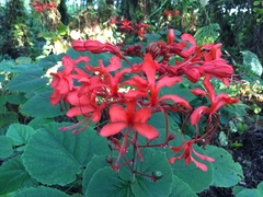 Clerodendrum speciosissimum