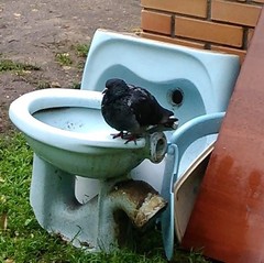 Columba livia domestica