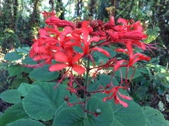 Clerodendrum speciosissimum