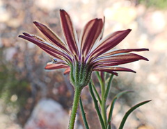 Dimorphotheca montana