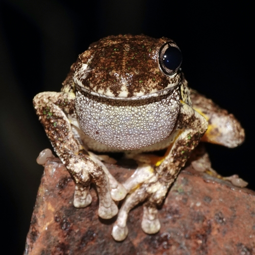 Peron's Tree Frog, 75 Kloske Rd, Burbank QLD 4156, Australia, photo 9 of 10