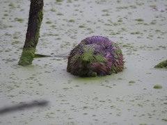 Ondatra zibethicus zibethicus