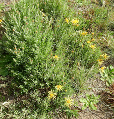 Senecio ceratophylloides