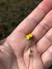 Aspalathus crassisepala