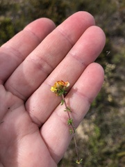 Aspalathus crassisepala