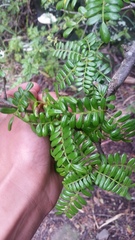 Osteomeles anthyllidifolia
