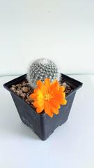 Rebutia
