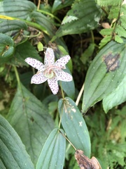 Tricyrtis suzukii