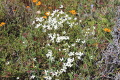 Lachnaea uniflora