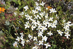 Lachnaea uniflora