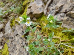 Euphrasia taurica