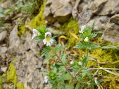 Euphrasia taurica