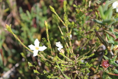 Lachnaea uniflora