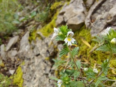 Euphrasia taurica