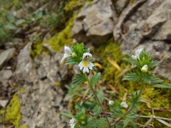Euphrasia taurica
