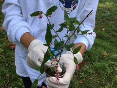 Persicaria longiseta