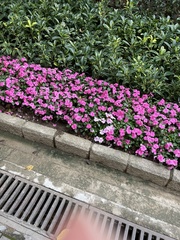 Impatiens walleriana