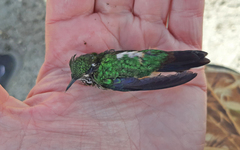 Ramphomicron microrhynchum