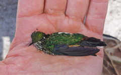 Ramphomicron microrhynchum