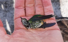 Ramphomicron microrhynchum