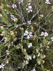 Adenandra obtusata