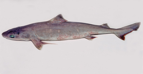 Endeavour Dogfish (Centrophorus moluccensis) · iNaturalist