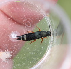 Platydracus fulvipes