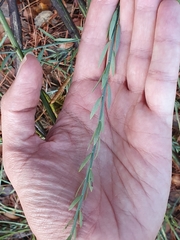 Osyris alba
