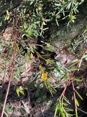 Daviesia leptophylla