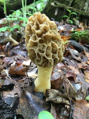 Morchella esculenta