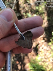 Nhambikuara cerradensis