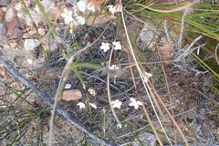 Pharnaceum aurantium