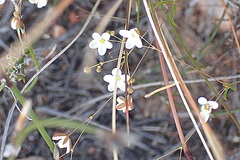 Pharnaceum aurantium