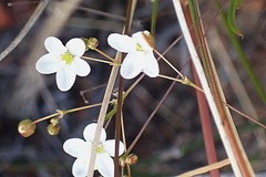 Pharnaceum aurantium