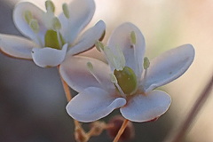 Pharnaceum aurantium