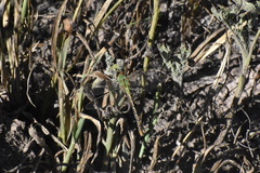 Erpetogomphus crotalinus