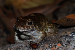 Leptodactylus syphax