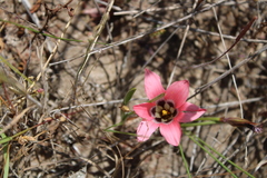 Romulea eximia